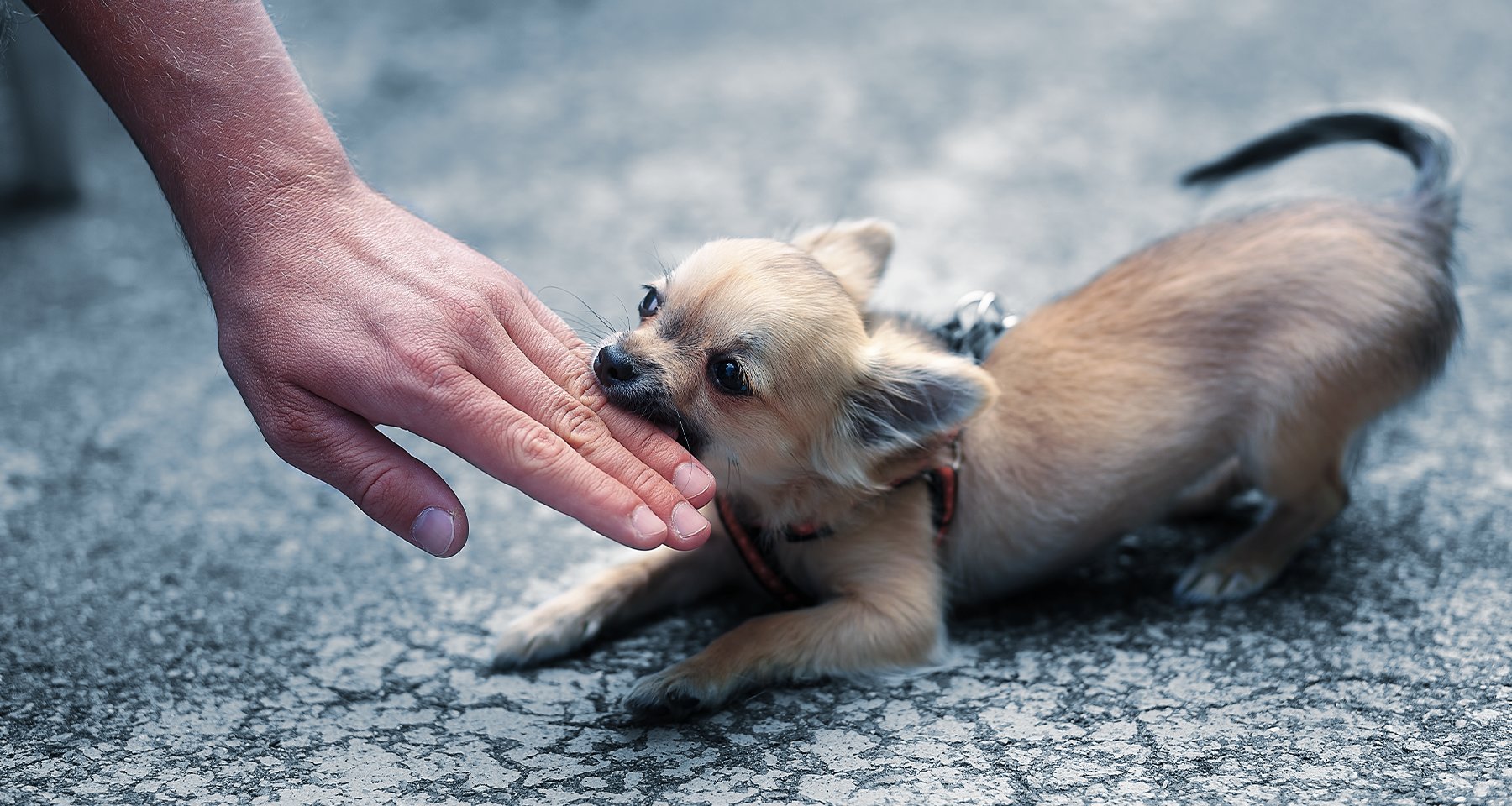 Что делать если укусила собака: куда обращаться и как оказать первую помощь | Hill's Pet