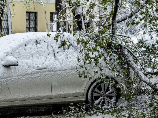 На машину упало дерево: как получить компенсацию