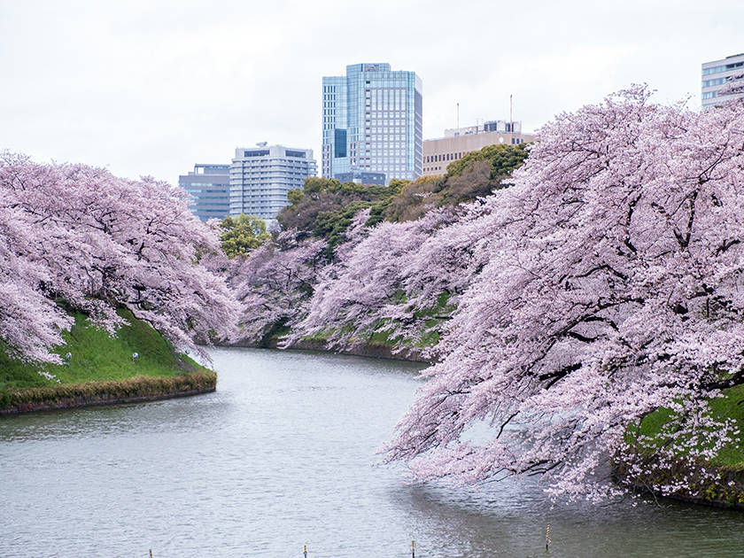 Цветение сакуры в Японии и Корее: когда ехать, где смотреть и сколько это стоит в 2026 году