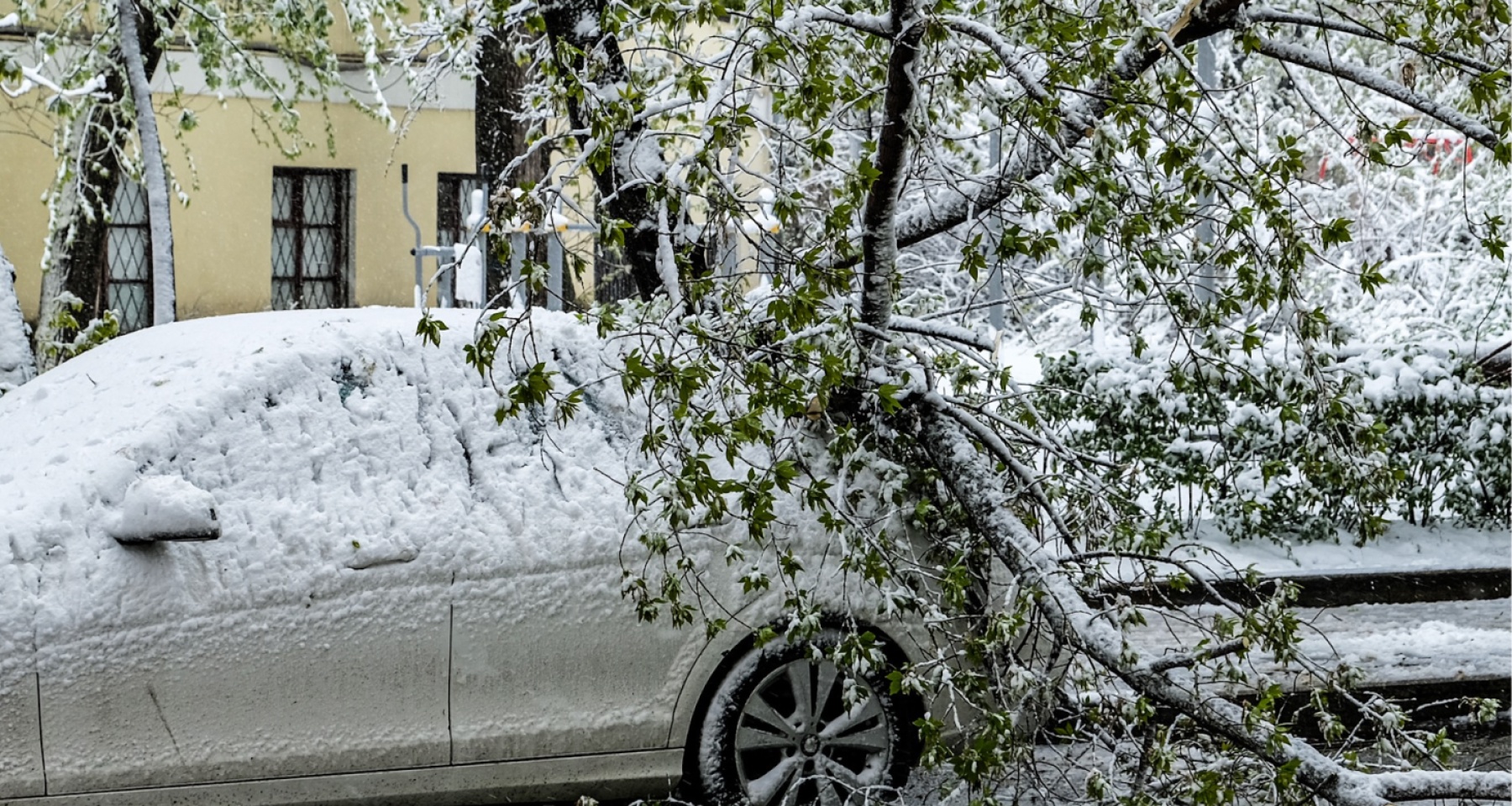 На машину упало дерево: как получить компенсацию